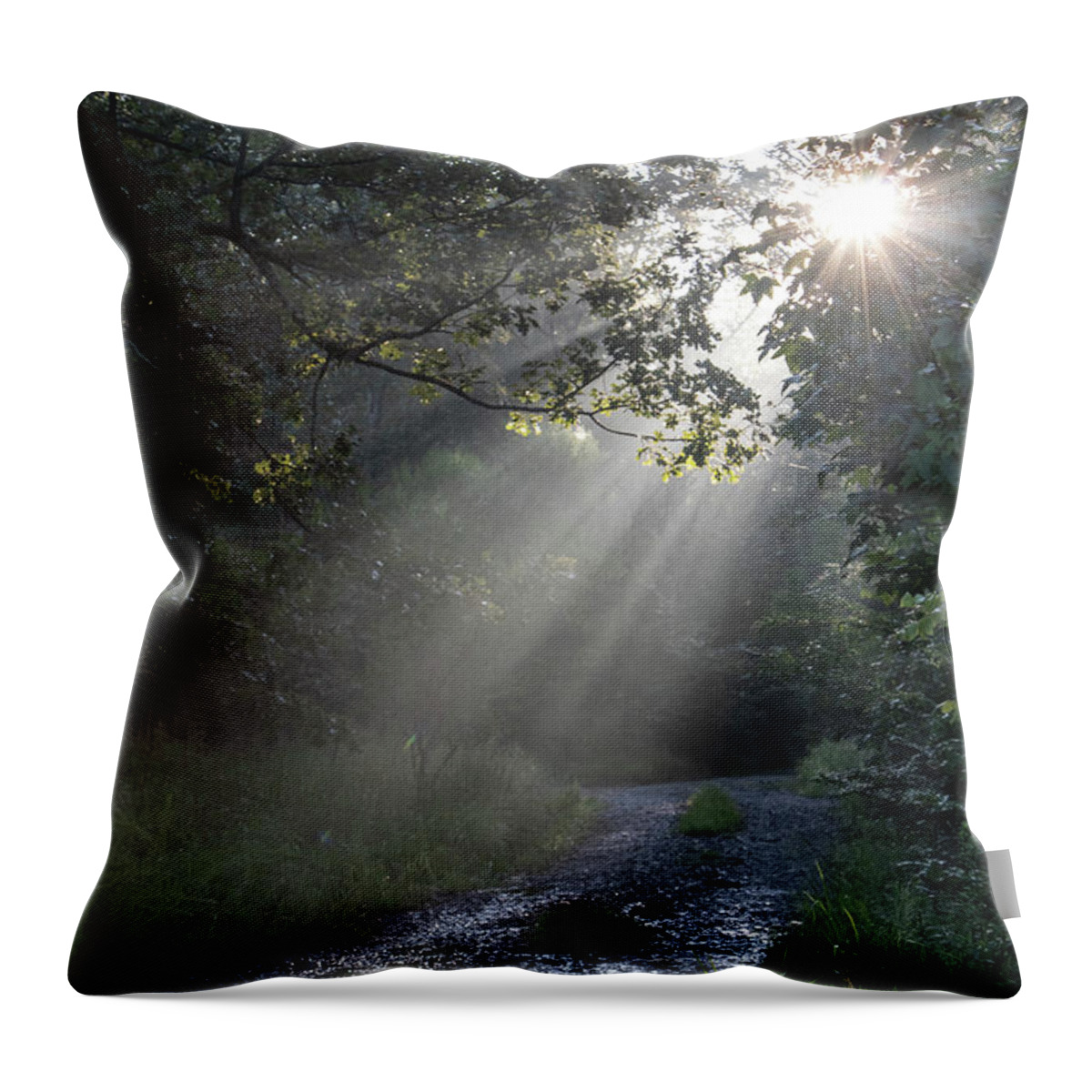 Trees Throw Pillow featuring the photograph New Beginnings by Elaine Malott