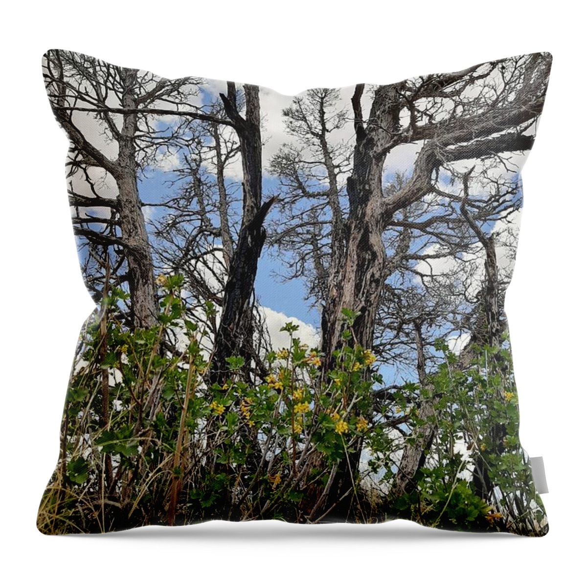 Burn Throw Pillow featuring the photograph New Growth by Burned Juniper by Amanda R Wright