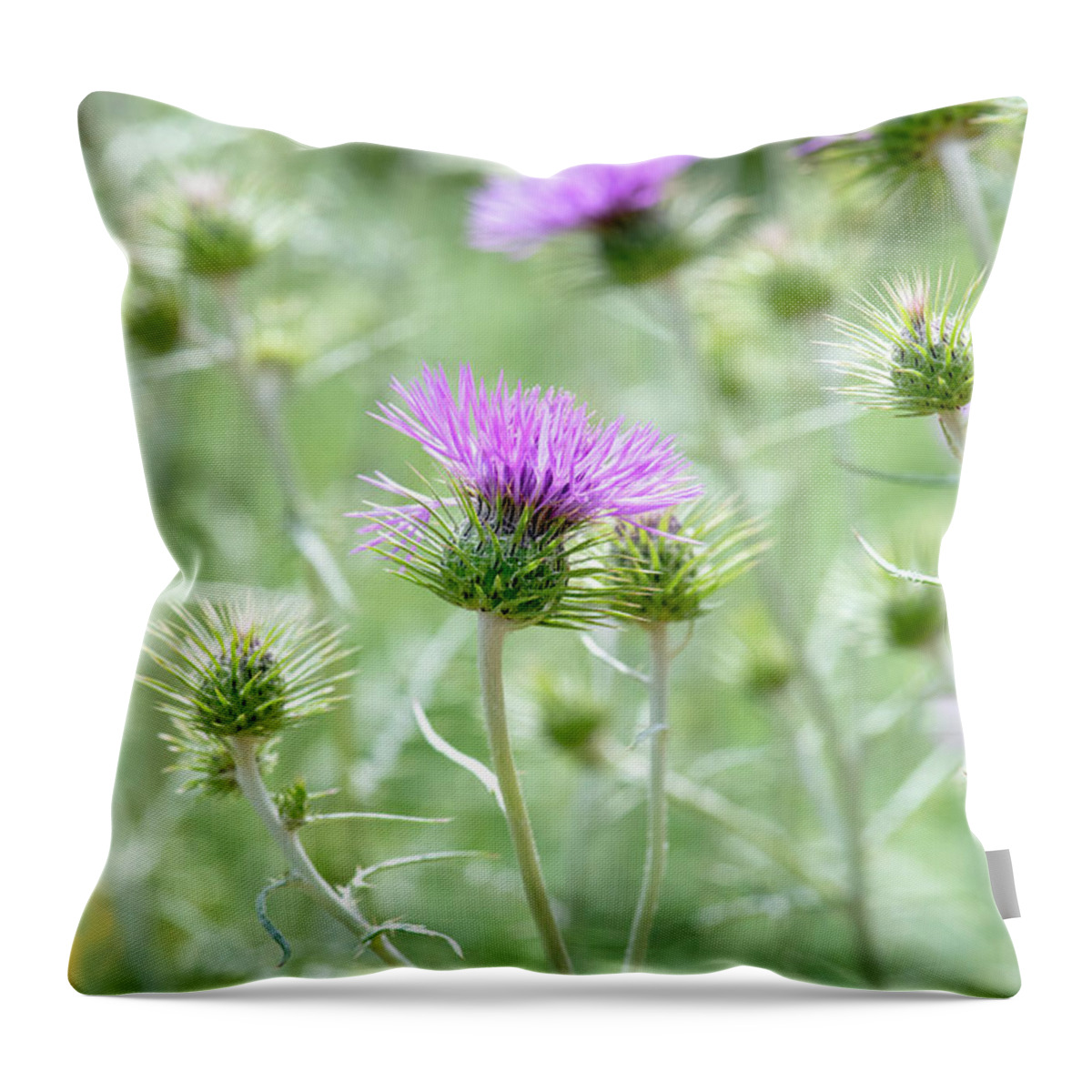 Cirsium Neomexicanum Throw Pillow featuring the photograph New Mexico Thistle by Tim Gainey