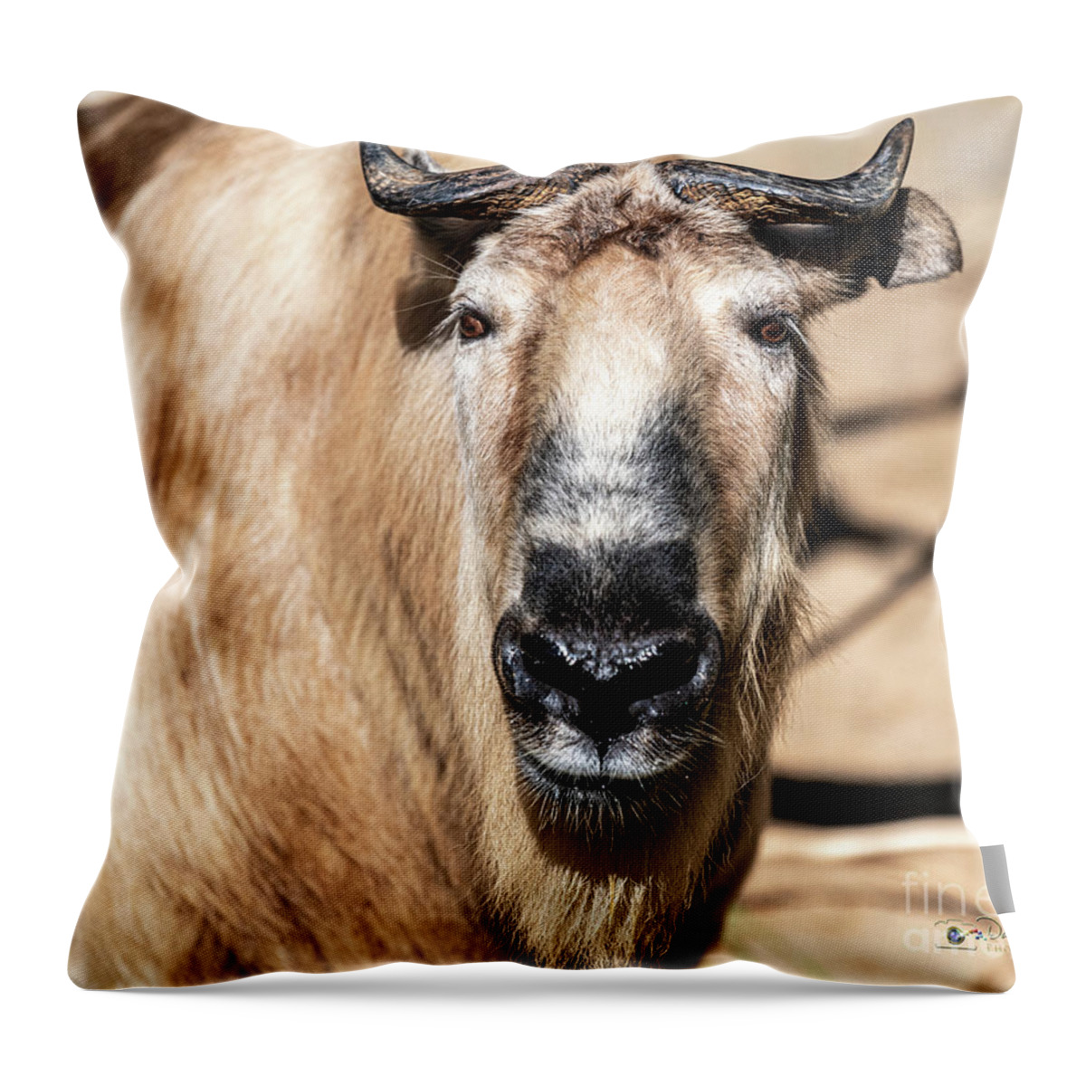 Cattle Chamois Throw Pillow featuring the photograph Nice to Meet Gnu by David Levin
