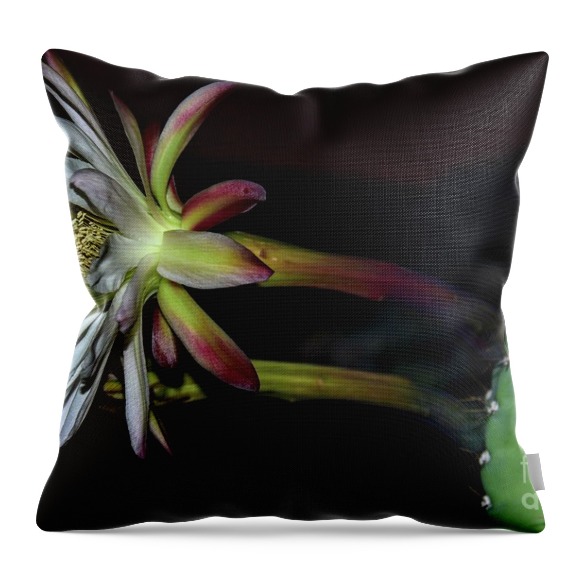 Cereus Repandus Throw Pillow featuring the photograph Night Flower by Angela J Wright