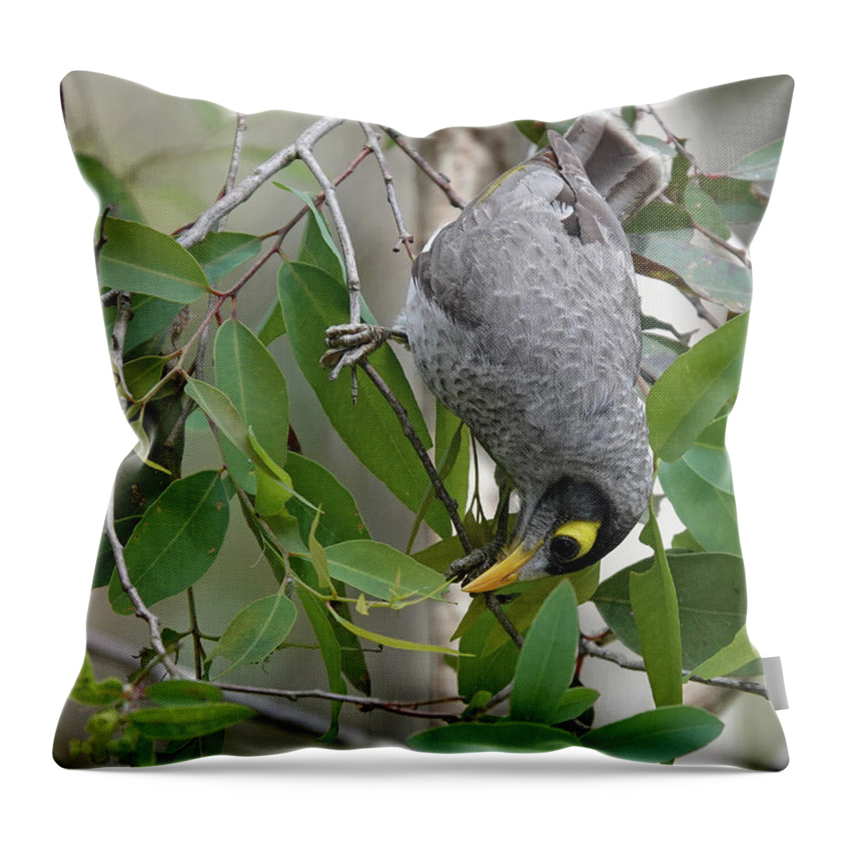 Animals Throw Pillow featuring the photograph Noisy Miner by Maryse Jansen