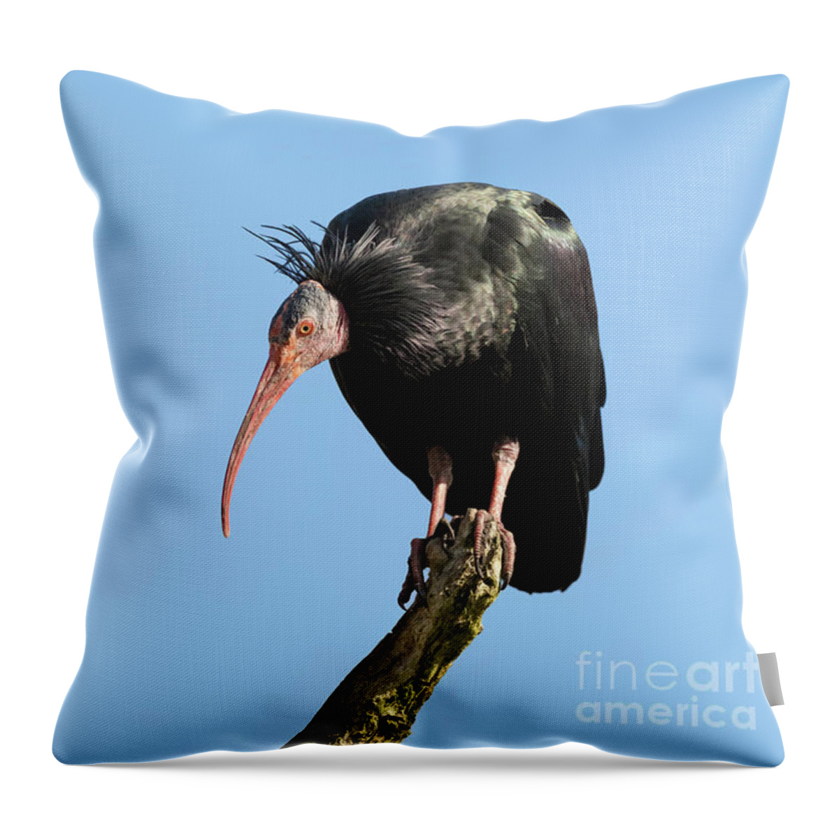 Ibis Throw Pillow featuring the photograph Northern Bald Ibis by Jane Rix