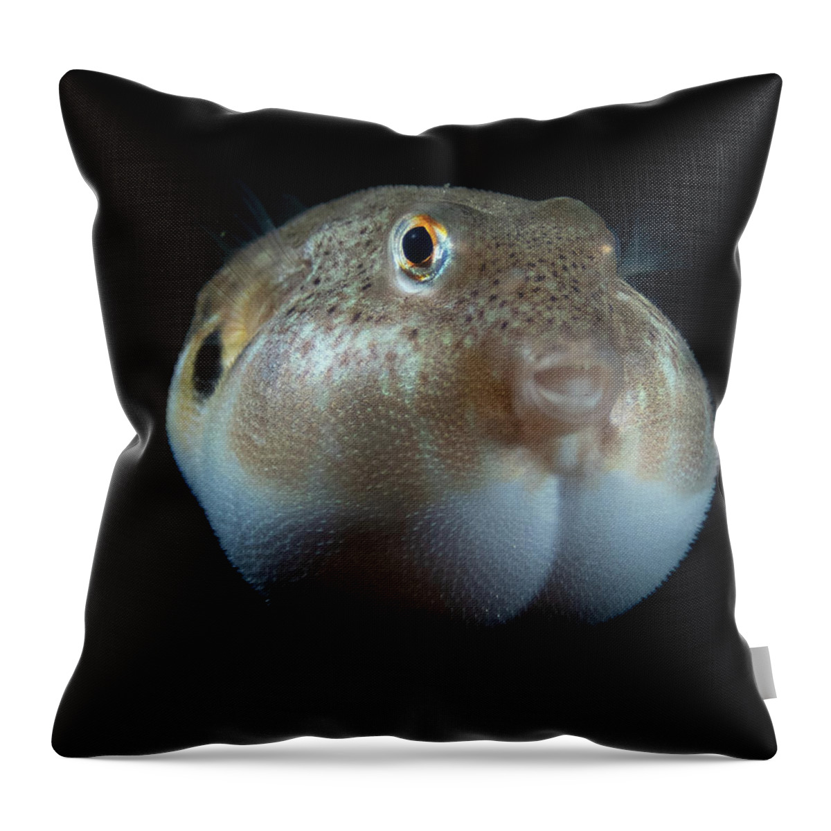 Fish Throw Pillow featuring the photograph Northern Puffer by Brian Weber