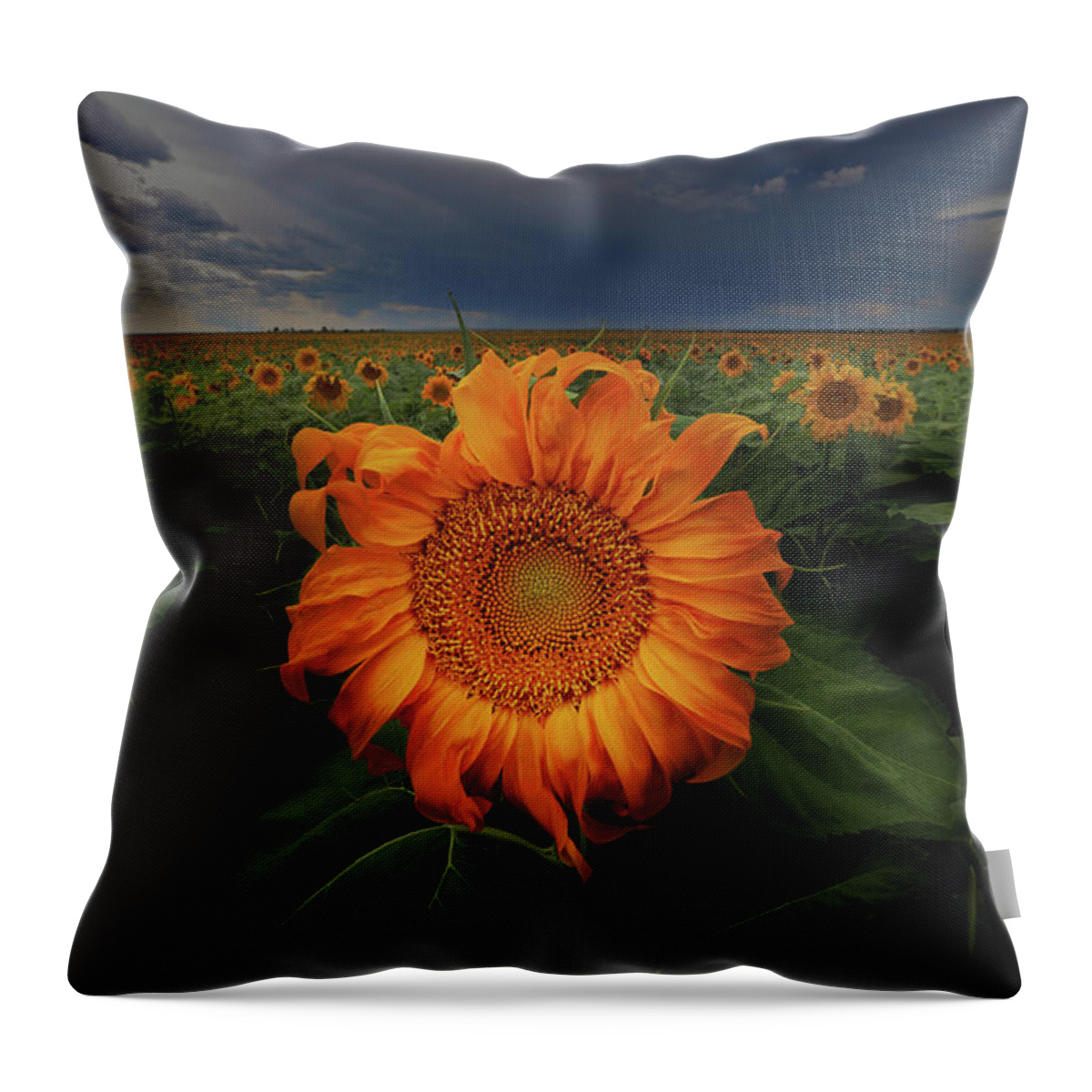 Sunflower Throw Pillow featuring the photograph Not Just Another Face In The Crowd by Brian Gustafson