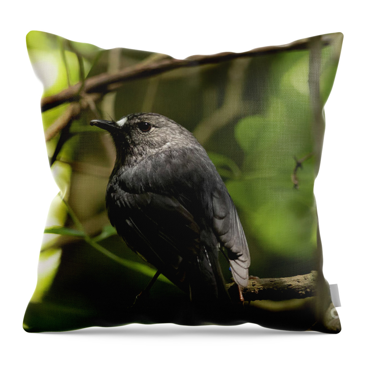 North Island Robin Throw Pillow featuring the photograph NZ North Island Robin by Eva Lechner