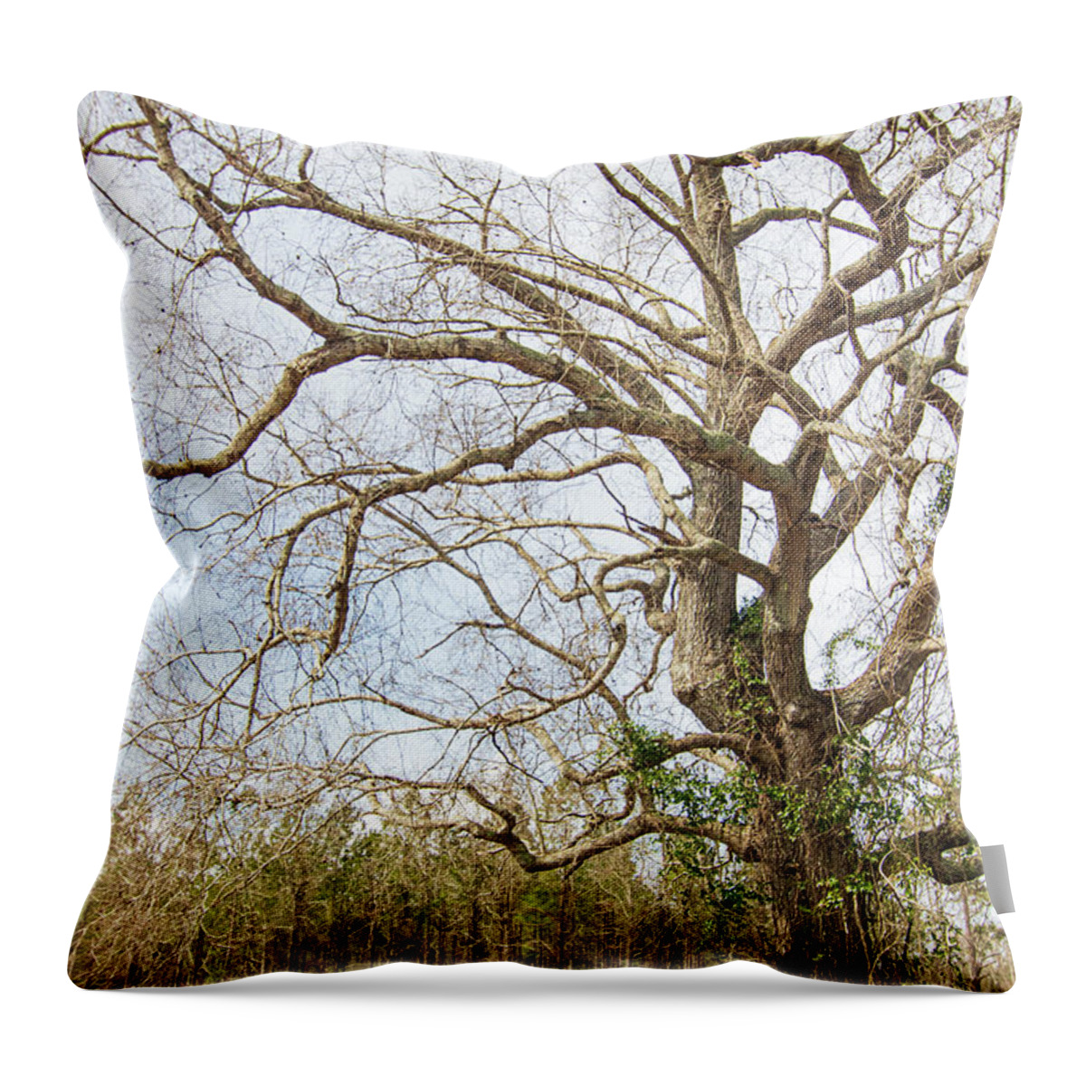 Oak Throw Pillow featuring the photograph Oak Tree Along the Backroads - Pamlico County, North Carolina by Bob Decker