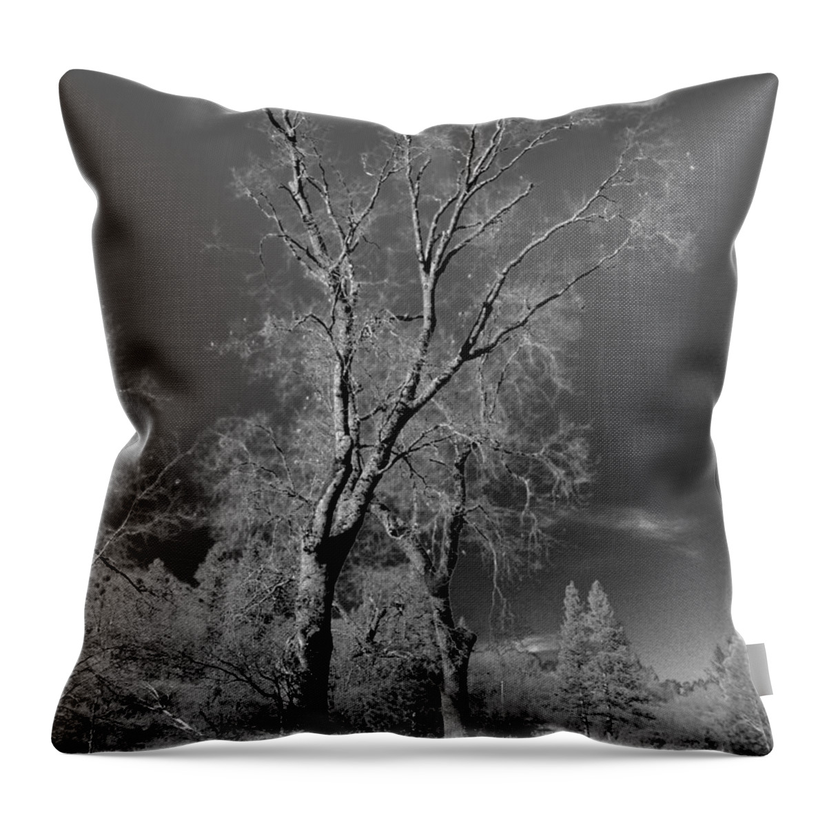 Photograph Throw Pillow featuring the photograph Oak Tree by Beverly Read