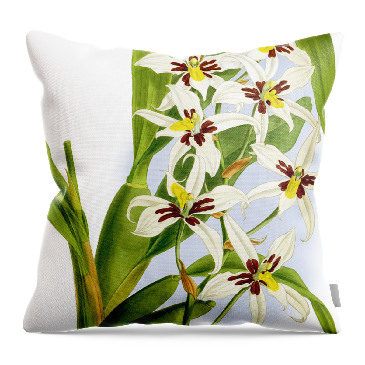 Orchid Throw Pillow featuring the mixed media Odontoglossum Madrense Orchid by World Art Collective