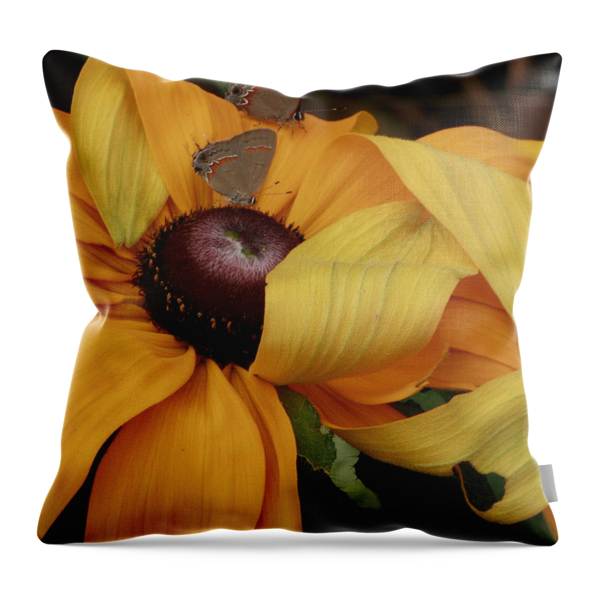 Butterflies Throw Pillow featuring the photograph Last Chance For Romance by Jean Cormier