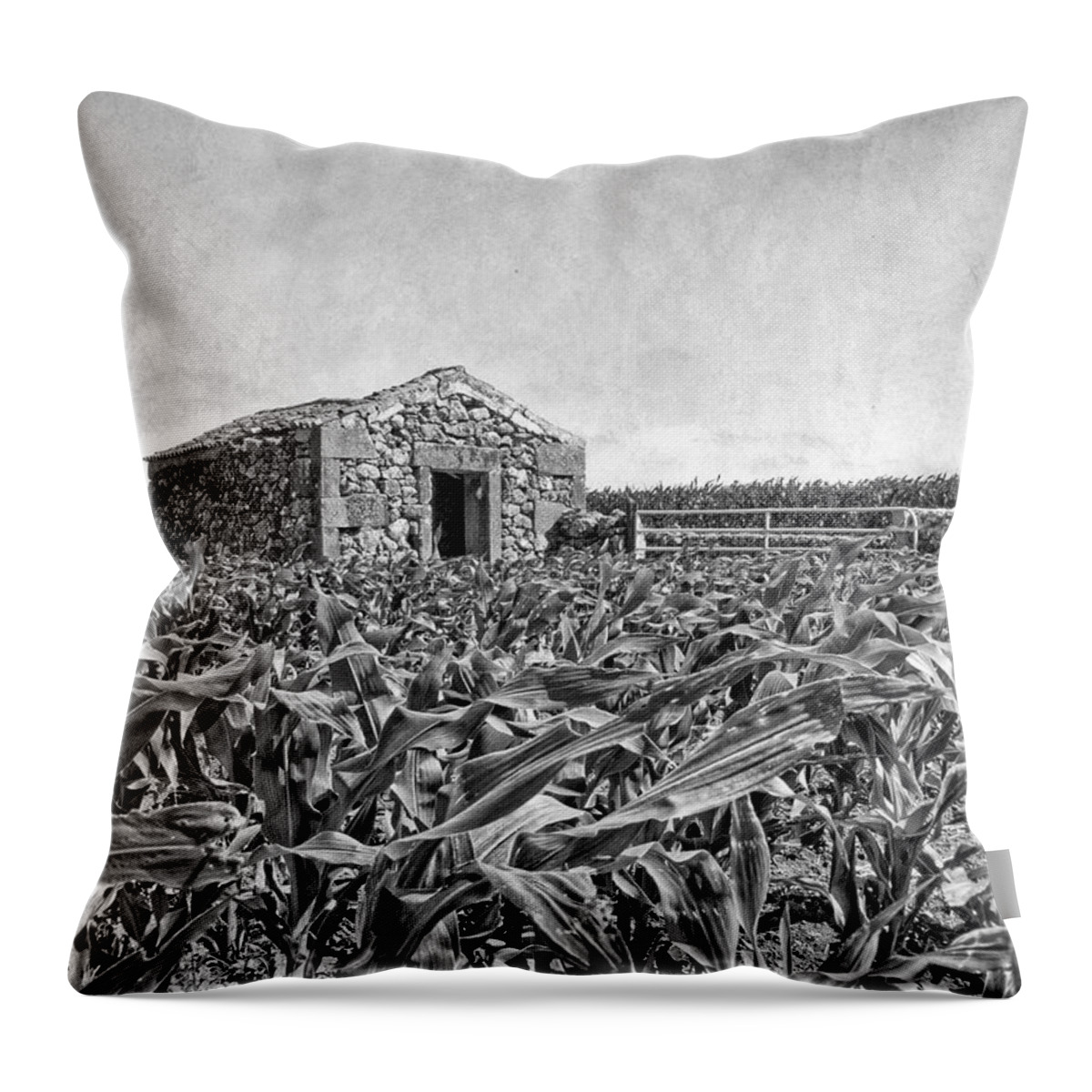 Landscape Throw Pillow featuring the photograph Old stone barn in agricultural cornfield in the Azores countryside by Marco Sales