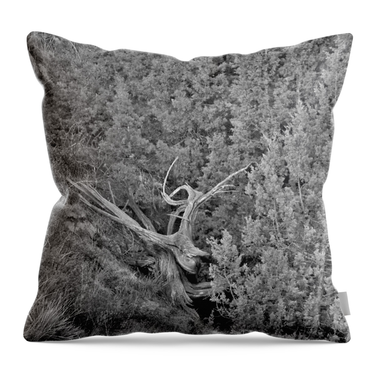 Tree Throw Pillow featuring the photograph Old Twisted Juniper by Amanda R Wright
