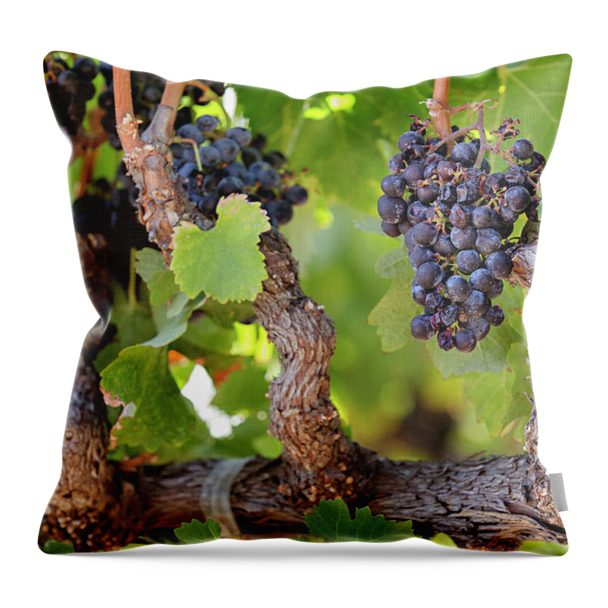 Grapes Throw Pillow featuring the photograph Old Vine Wine Grapes at Harvest in Napa Valley by Carolyn Ann Ryan