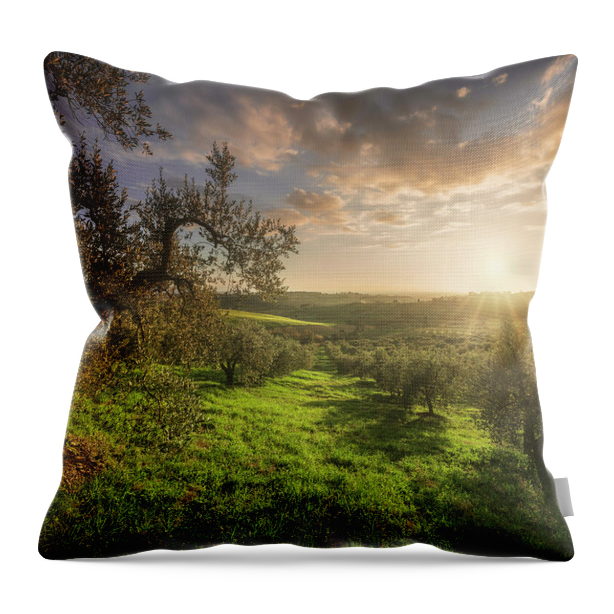 Olive Throw Pillow featuring the photograph Olive grove in Alta Maremma. Tuscany by Stefano Orazzini