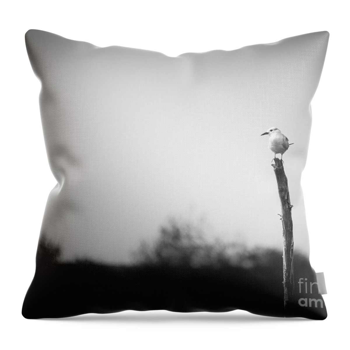 #look # Eyes #birds #feathers #eyes #color #colour #blackandwhite #b&w Throw Pillow featuring the photograph On a Stick by Dheeraj Mutha