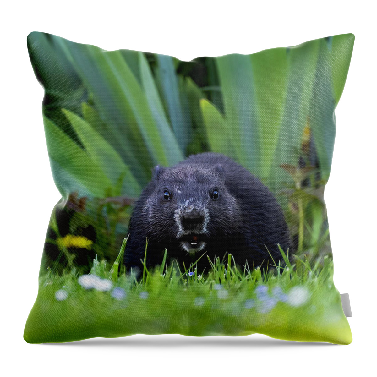 Woodchuck Throw Pillow featuring the photograph Opie the Black Woodchuck by Everet Regal