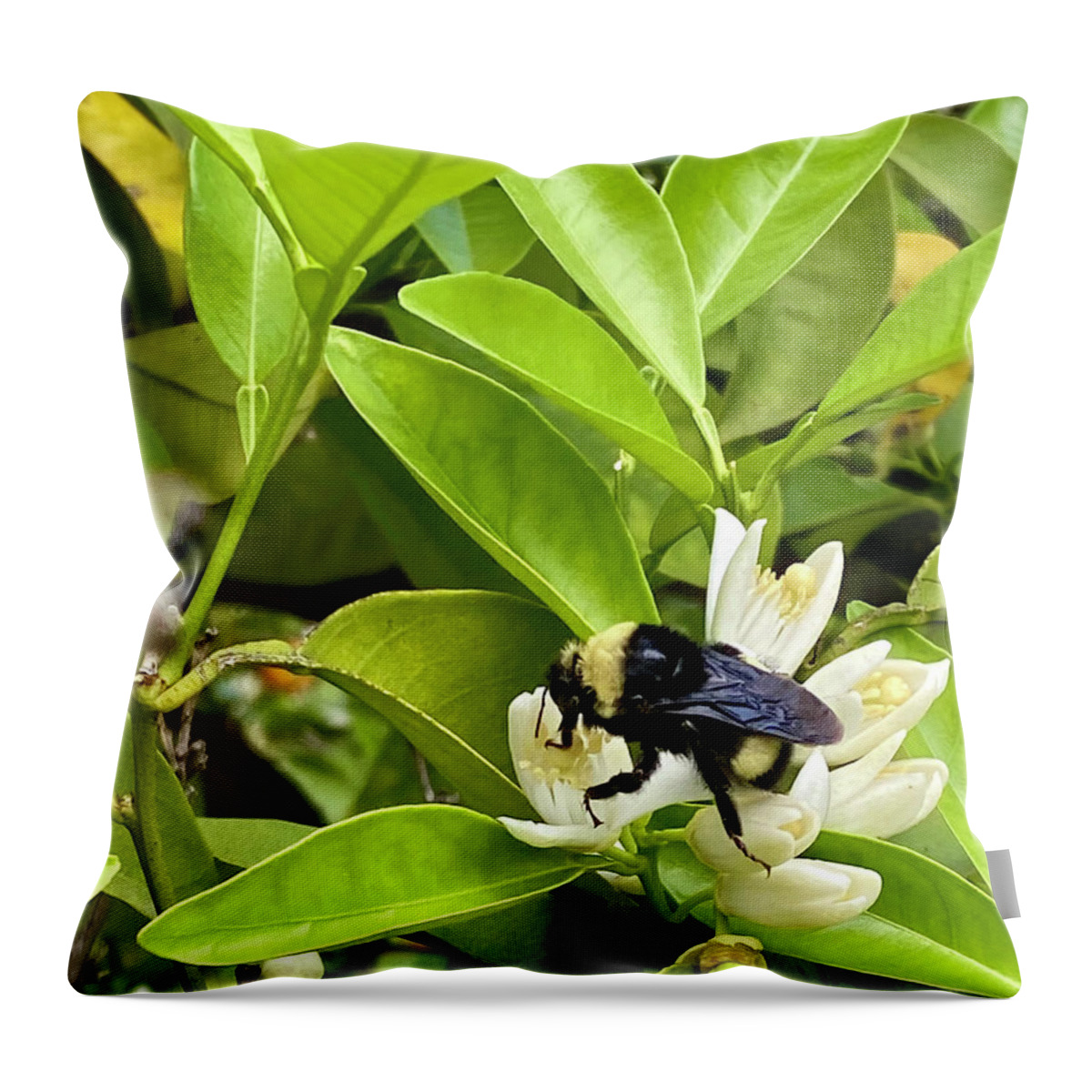 Photography Throw Pillow featuring the photograph Orange Blossom Delight by Sean Griffin