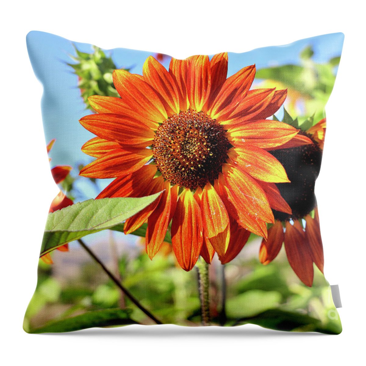 Sunflower Throw Pillow featuring the photograph Orange Sunflowers by Vivian Krug Cotton