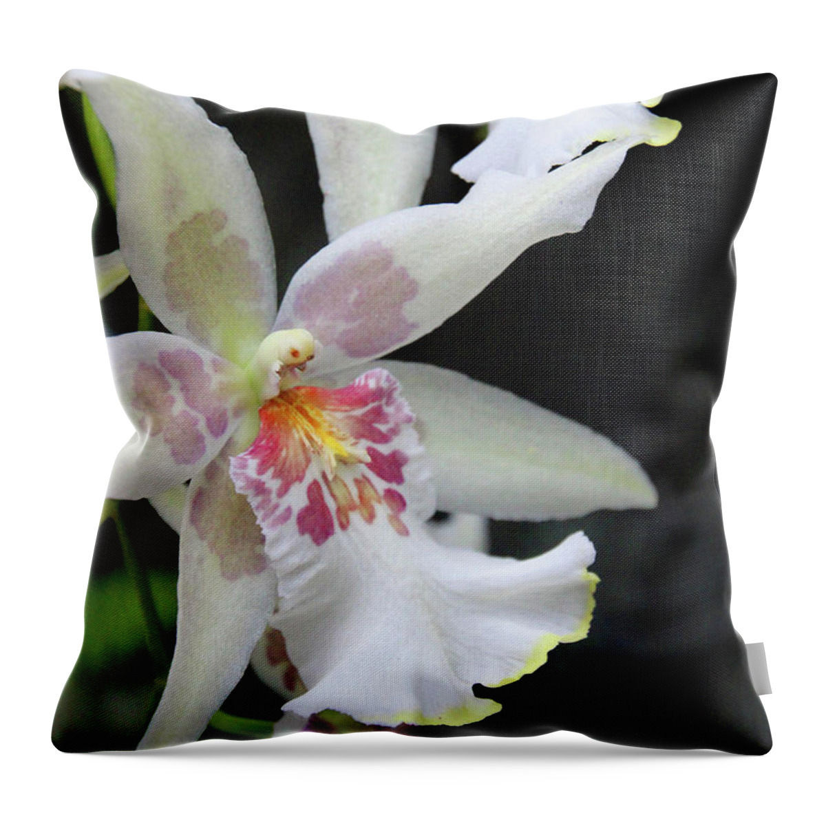 Orchids Throw Pillow featuring the photograph Orchids by Carolyn Stagger Cokley