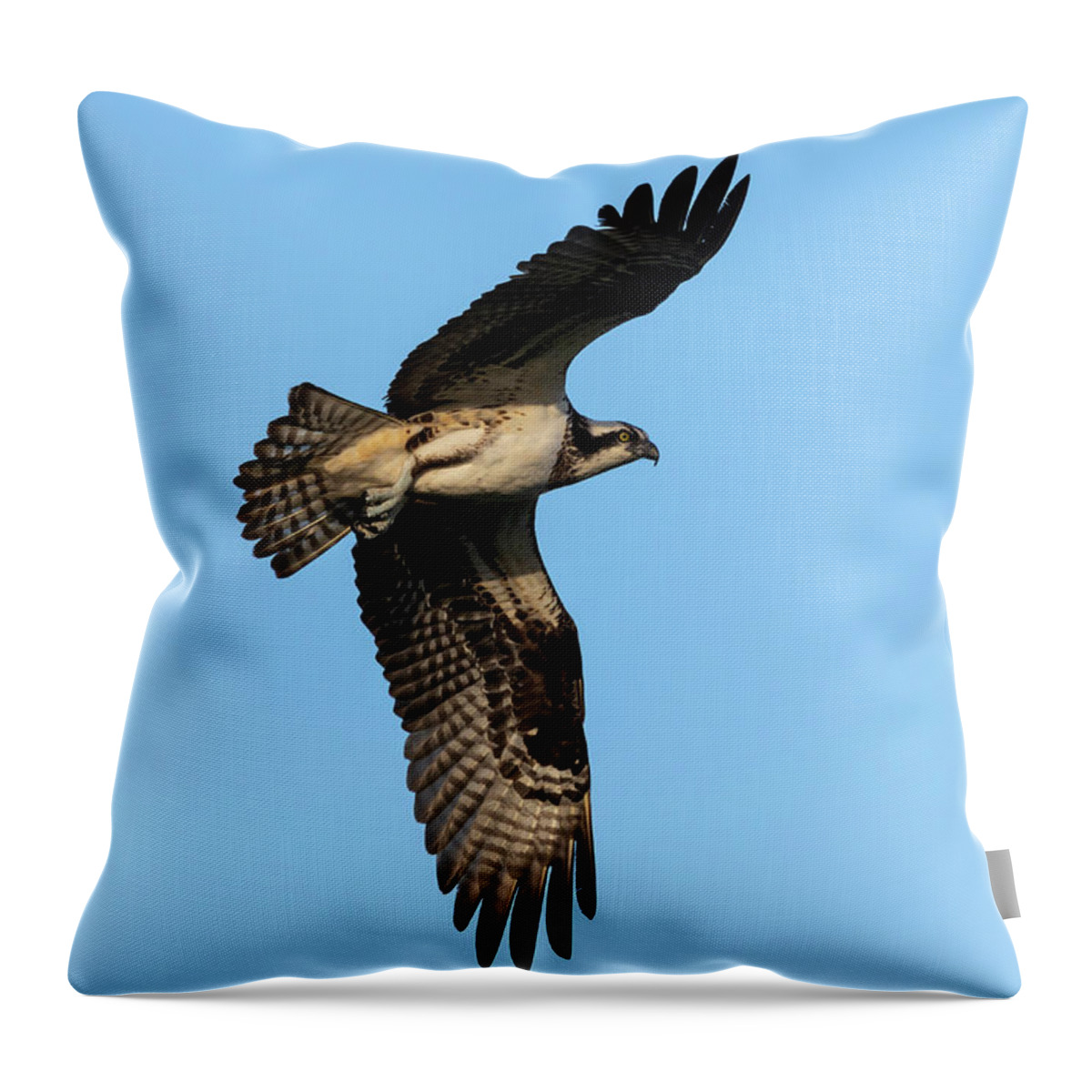 Osprey Throw Pillow featuring the photograph Osprey 2021-5 by Thomas Young