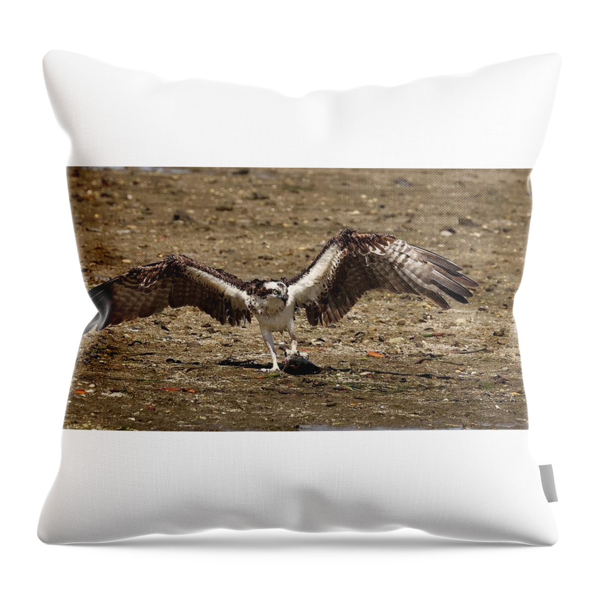 Osprey Throw Pillow featuring the photograph Osprey and Its Catch by Mingming Jiang