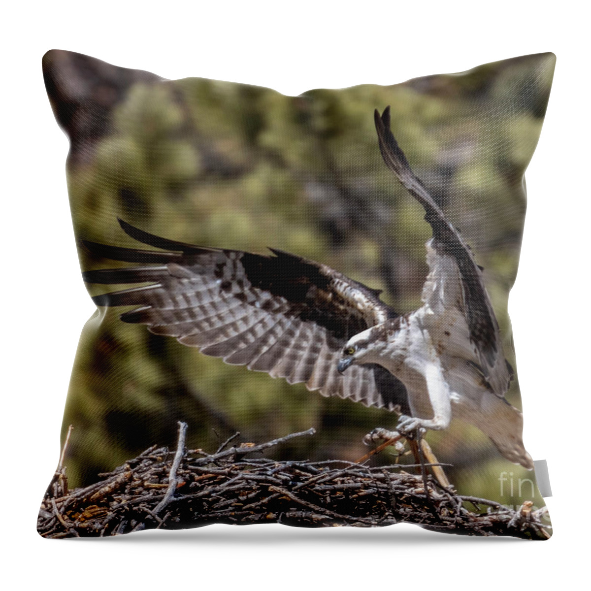 Osprey Throw Pillow featuring the photograph Osprey Bringing a Stick by Steven Krull