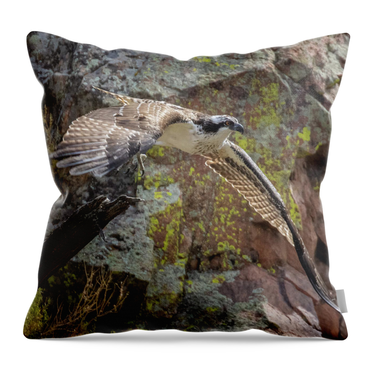 Bird Species Throw Pillow featuring the photograph Osprey in Flight Over Waterton Canyon by Steven Krull