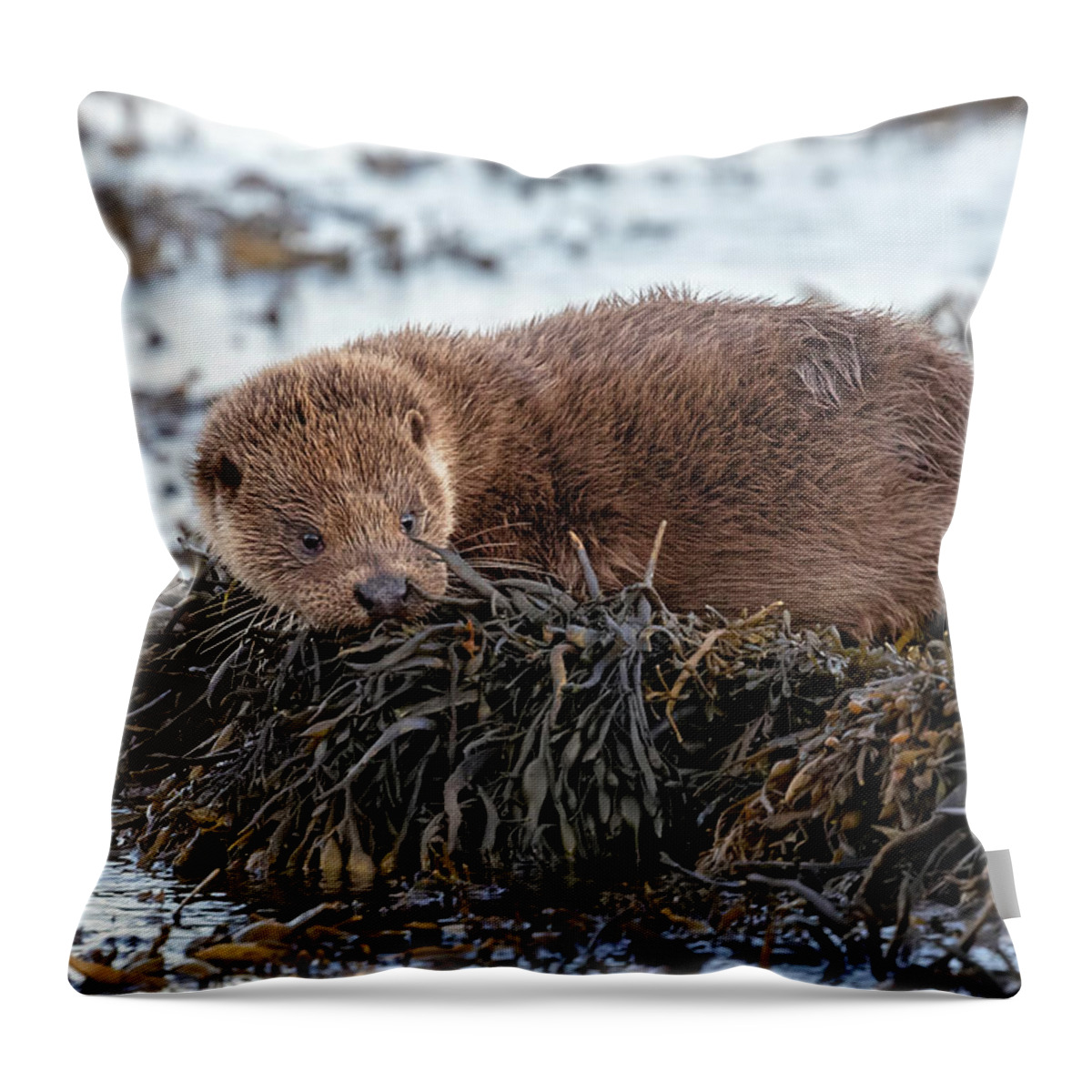 Otter Throw Pillow featuring the photograph Otter Cub On Seaweed by Pete Walkden