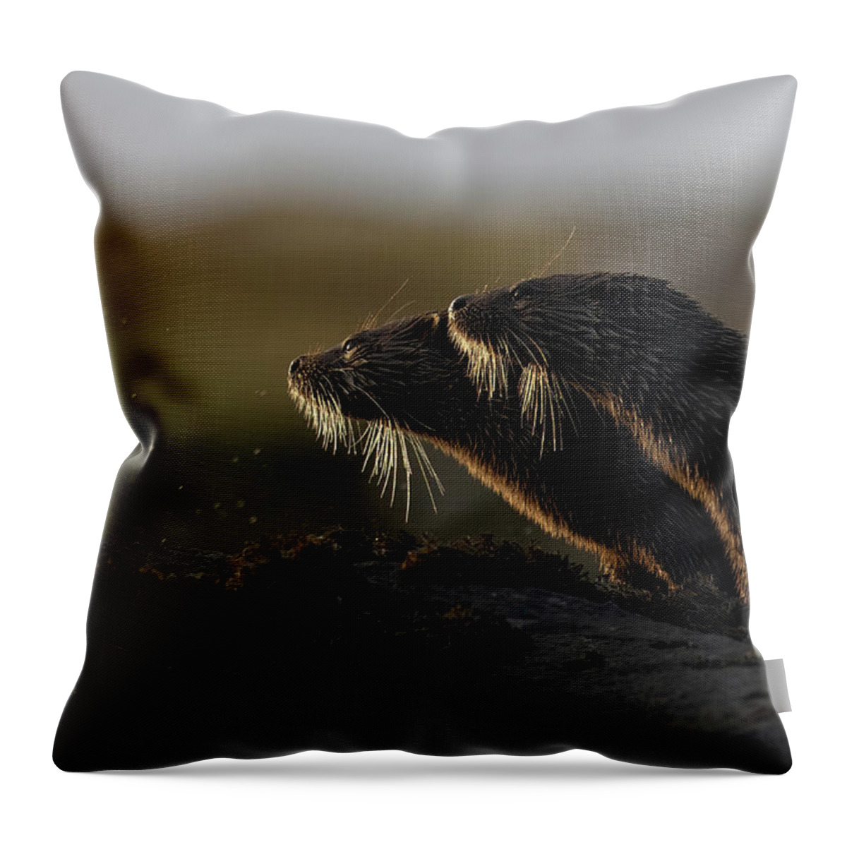 Eurasian Throw Pillow featuring the photograph Otters' Whiskers by Pete Walkden