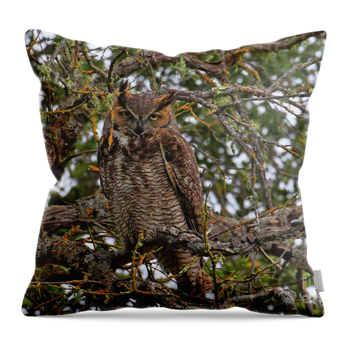 Owl Throw Pillow featuring the photograph Owl in Oak Tree by Stephanie Laird