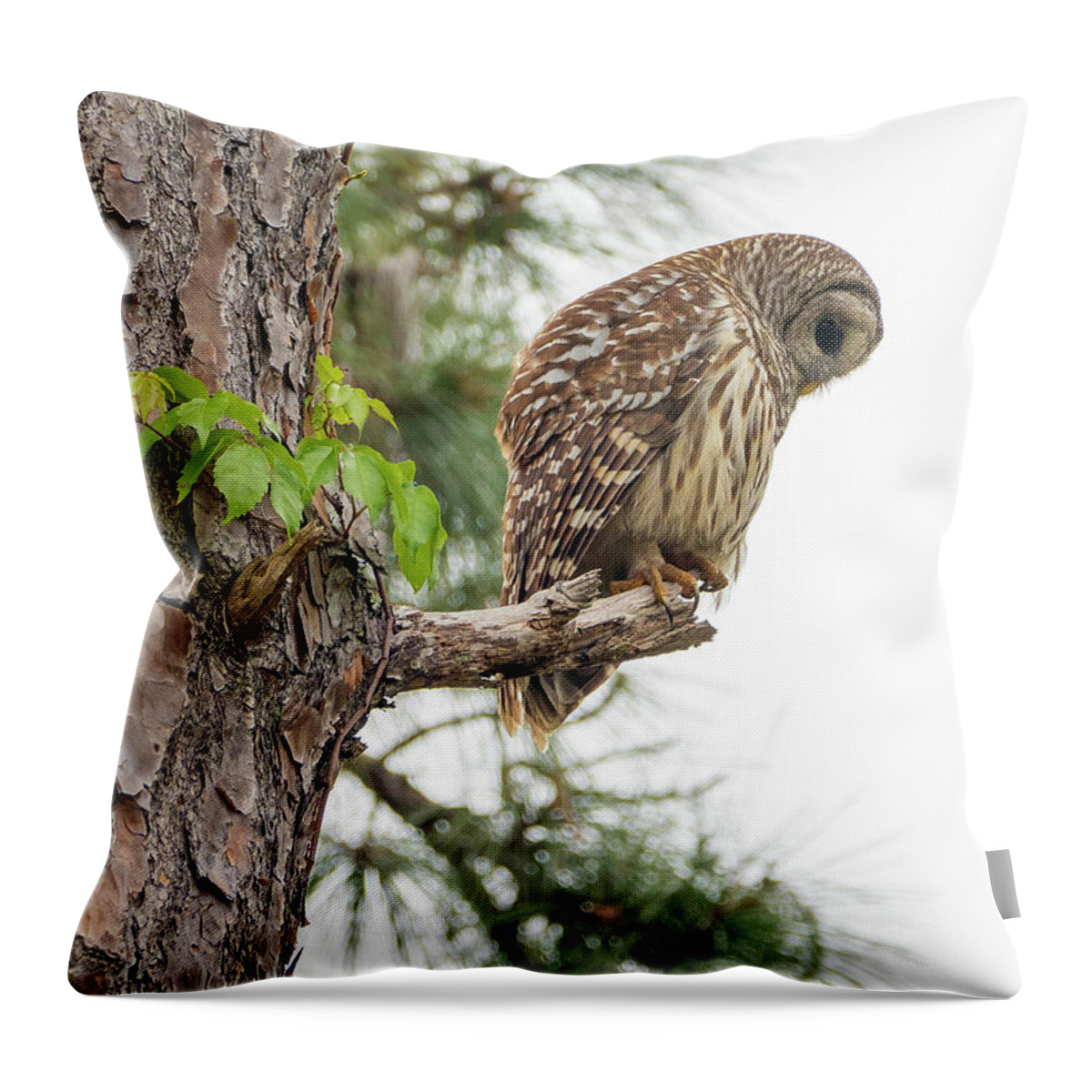 Birds Throw Pillow featuring the photograph Owl by Neil Shapiro