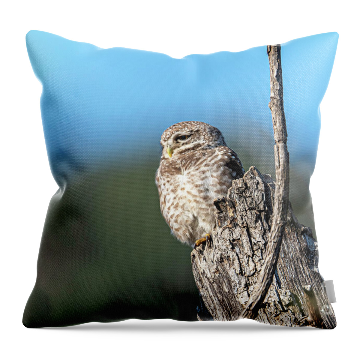 Animal Throw Pillow featuring the digital art Owl on a stump by Pravine Chester