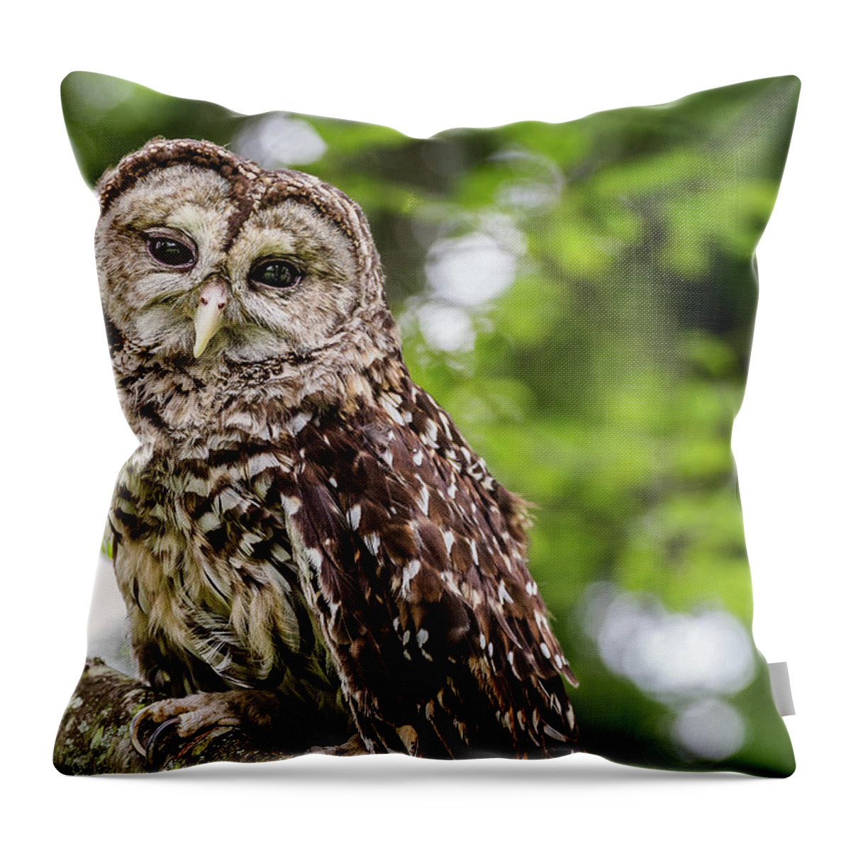 Raptors Owl Throw Pillow featuring the photograph Owl by Robert Miller