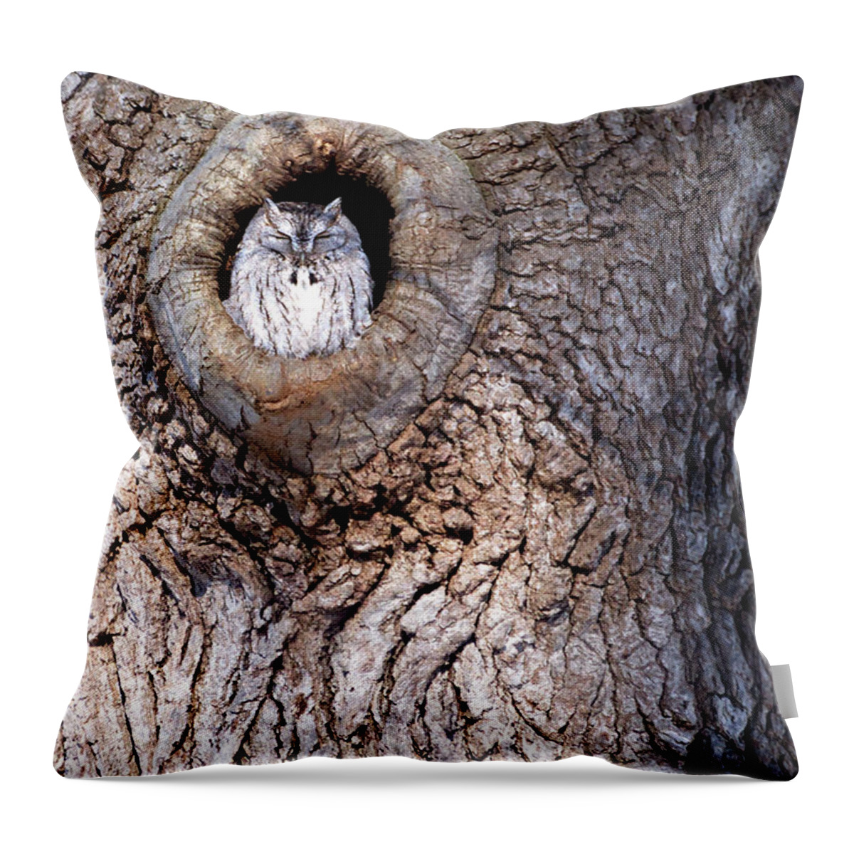 Owl Throw Pillow featuring the photograph Owl Roosting by Flinn Hackett