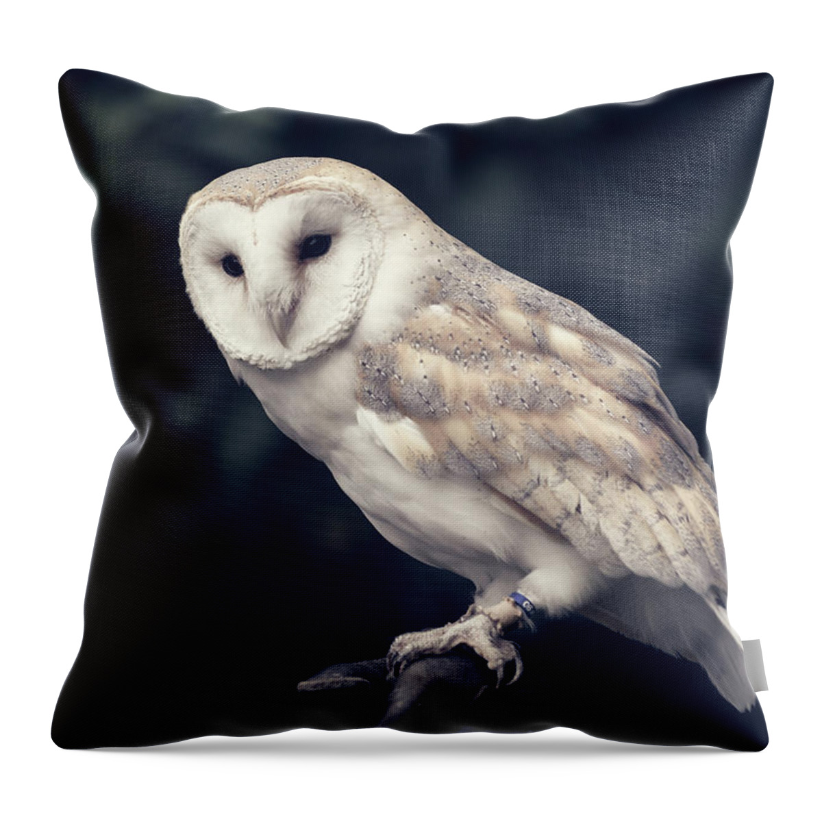 Owl Throw Pillow featuring the photograph Owl sitting on a glove by Andrew Lalchan