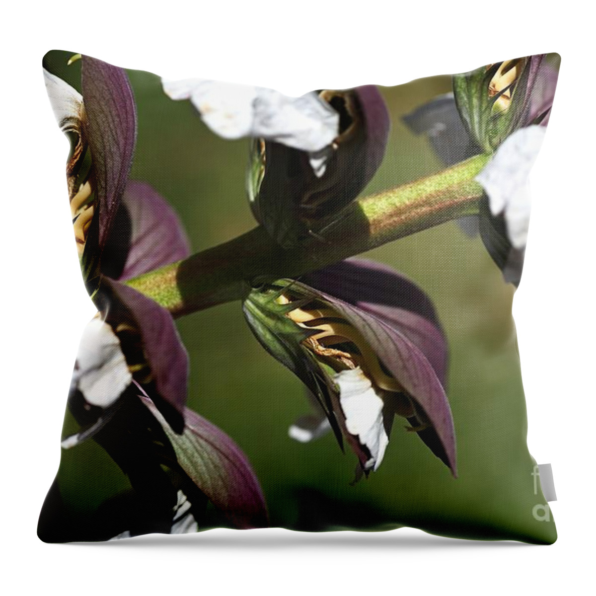 Oyster Plant Throw Pillow featuring the photograph Oyster Plant In Bloom by Joy Watson