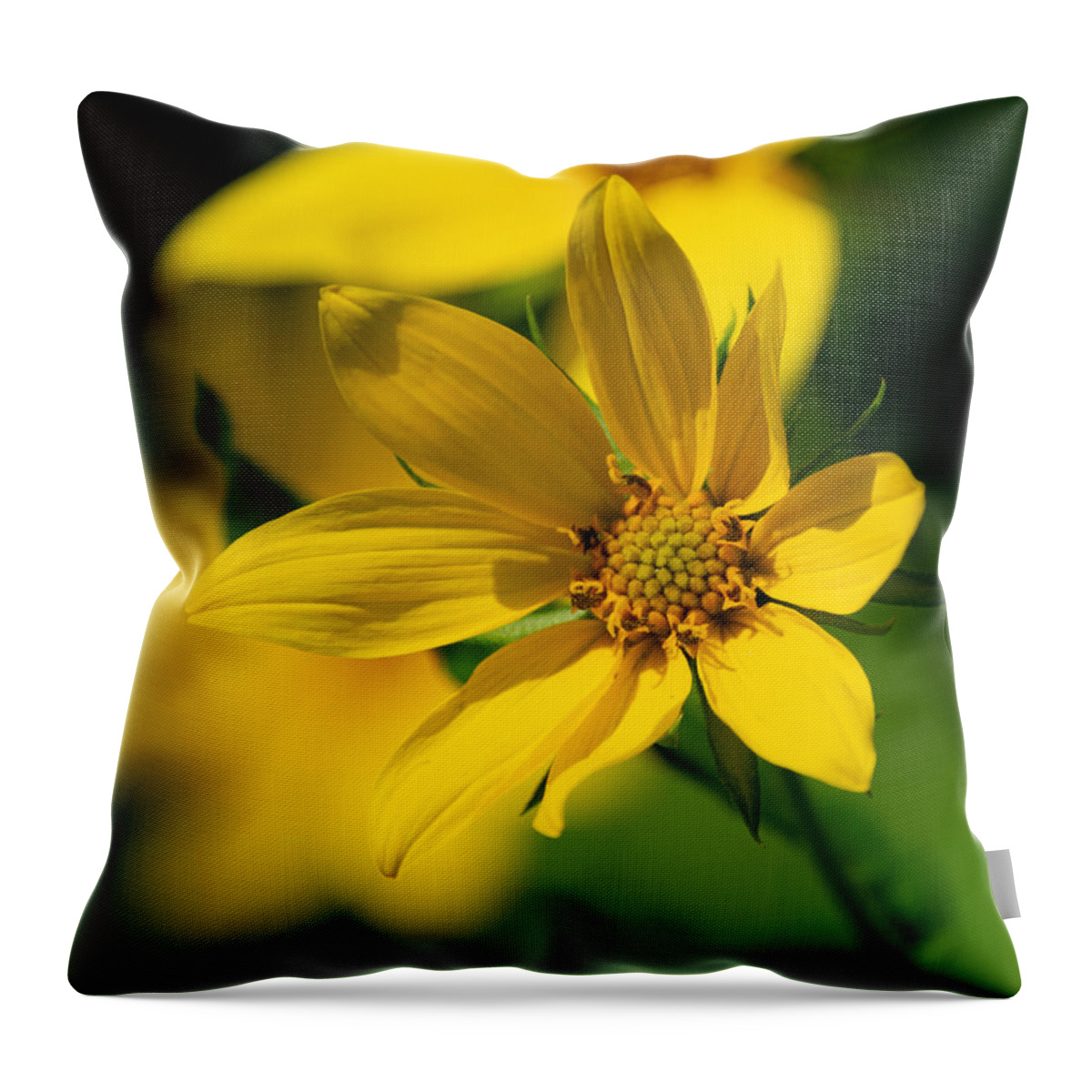 Sunflower Throw Pillow featuring the photograph Packing Sunflower by Linda Bonaccorsi