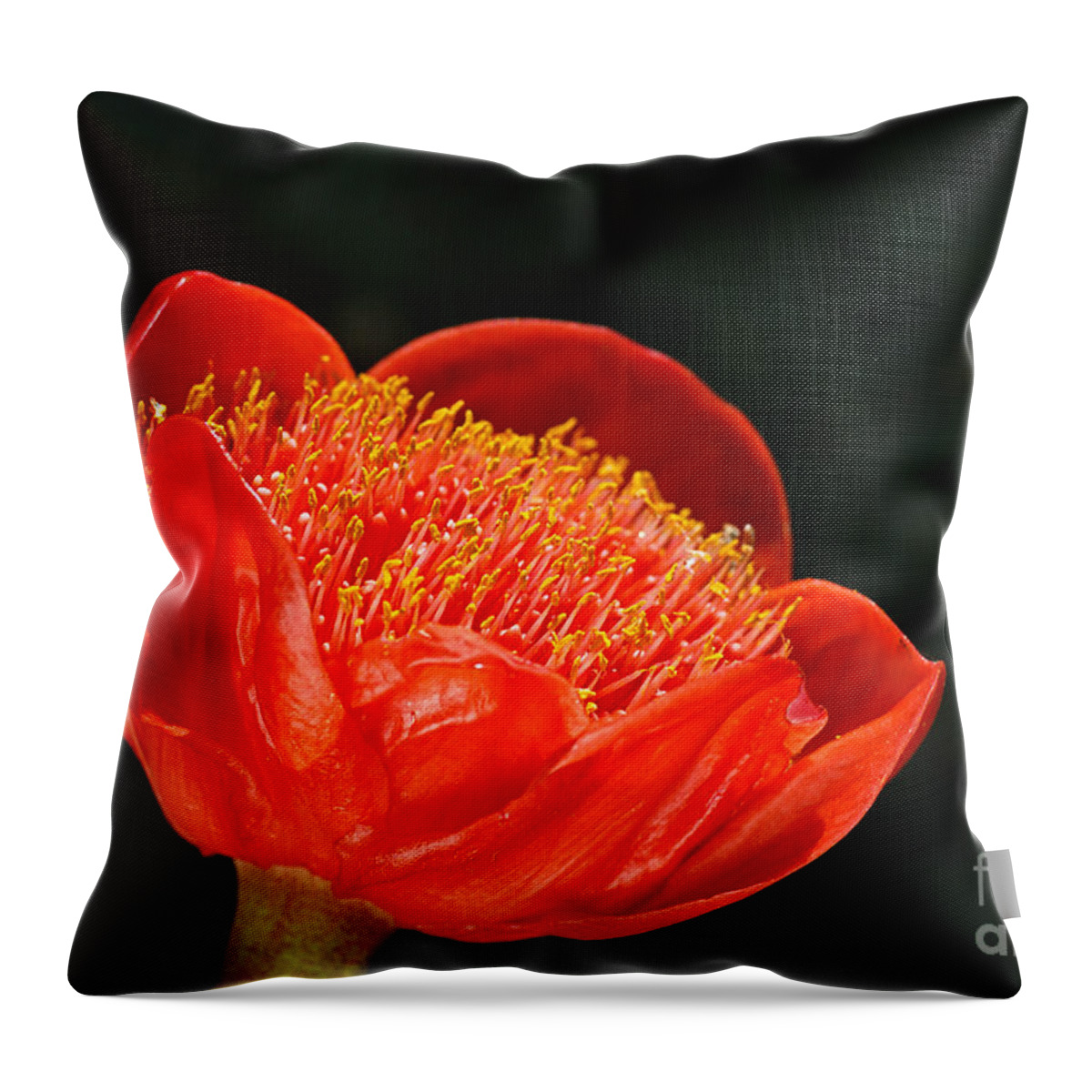 Haemanthus Coccineus Throw Pillow featuring the photograph Paintbrush Lily Red by Joy Watson