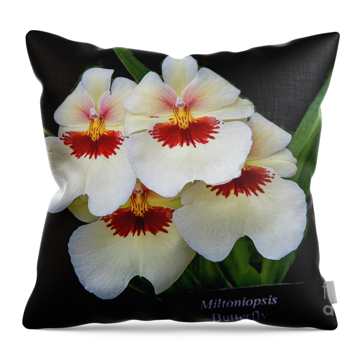 Conservatory Throw Pillow featuring the photograph Pansies on Parade by Marilyn Cornwell