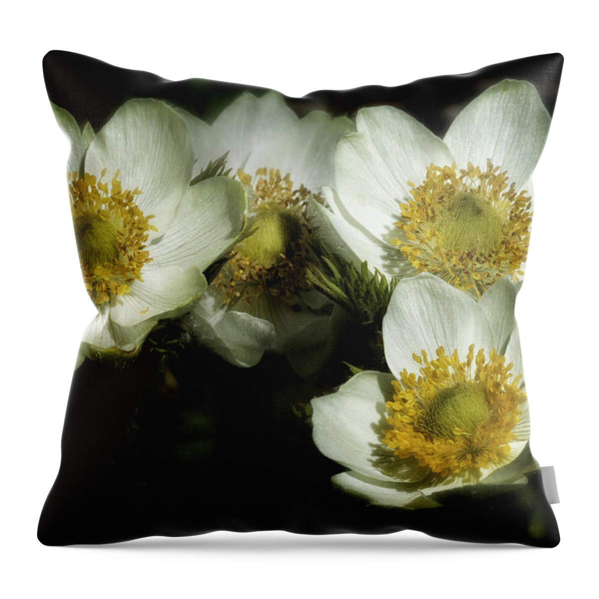 Pasqueflower Throw Pillow featuring the photograph Pasqueflowers by Belinda Greb