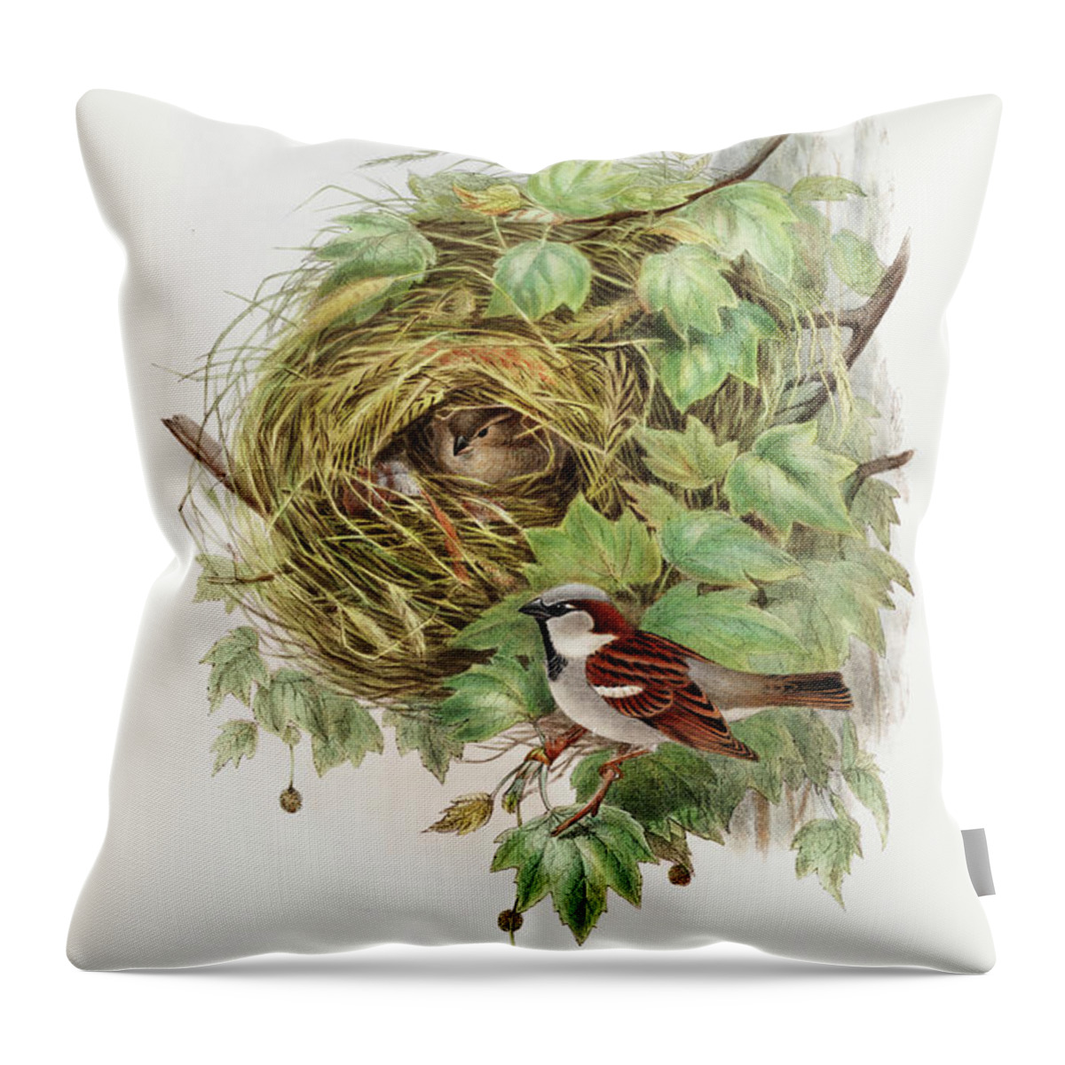 Passer Domesticus Throw Pillow featuring the drawing Passer Domesticus, House Sparrow by John Gould