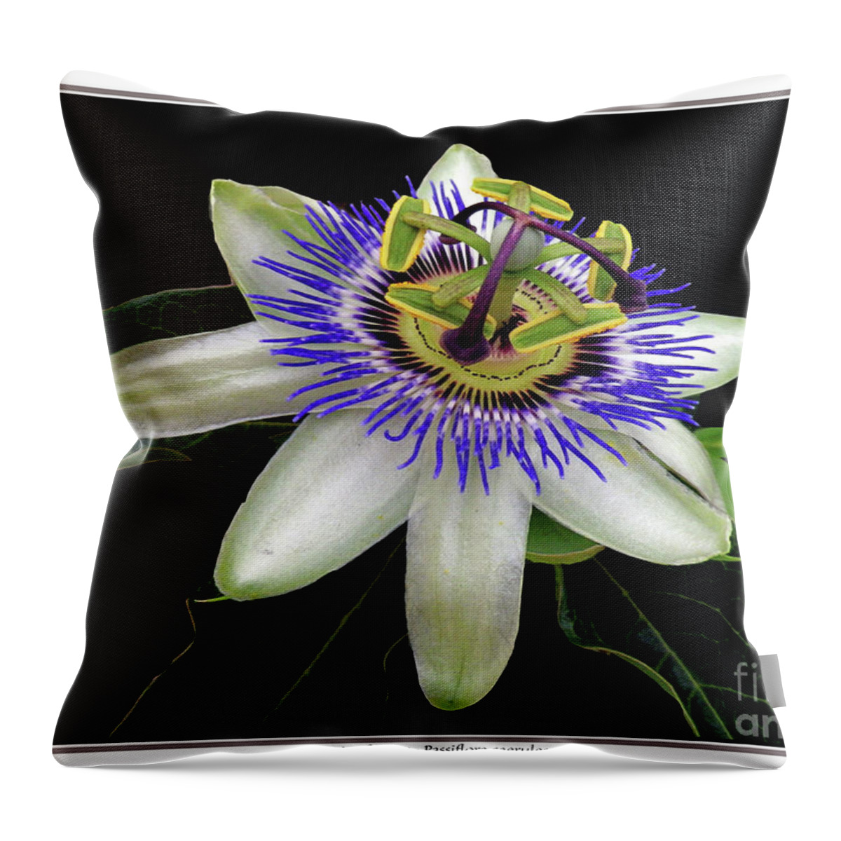 Flowers Throw Pillow featuring the photograph Passionflower - Passiflora caerulea by Klaus Jaritz