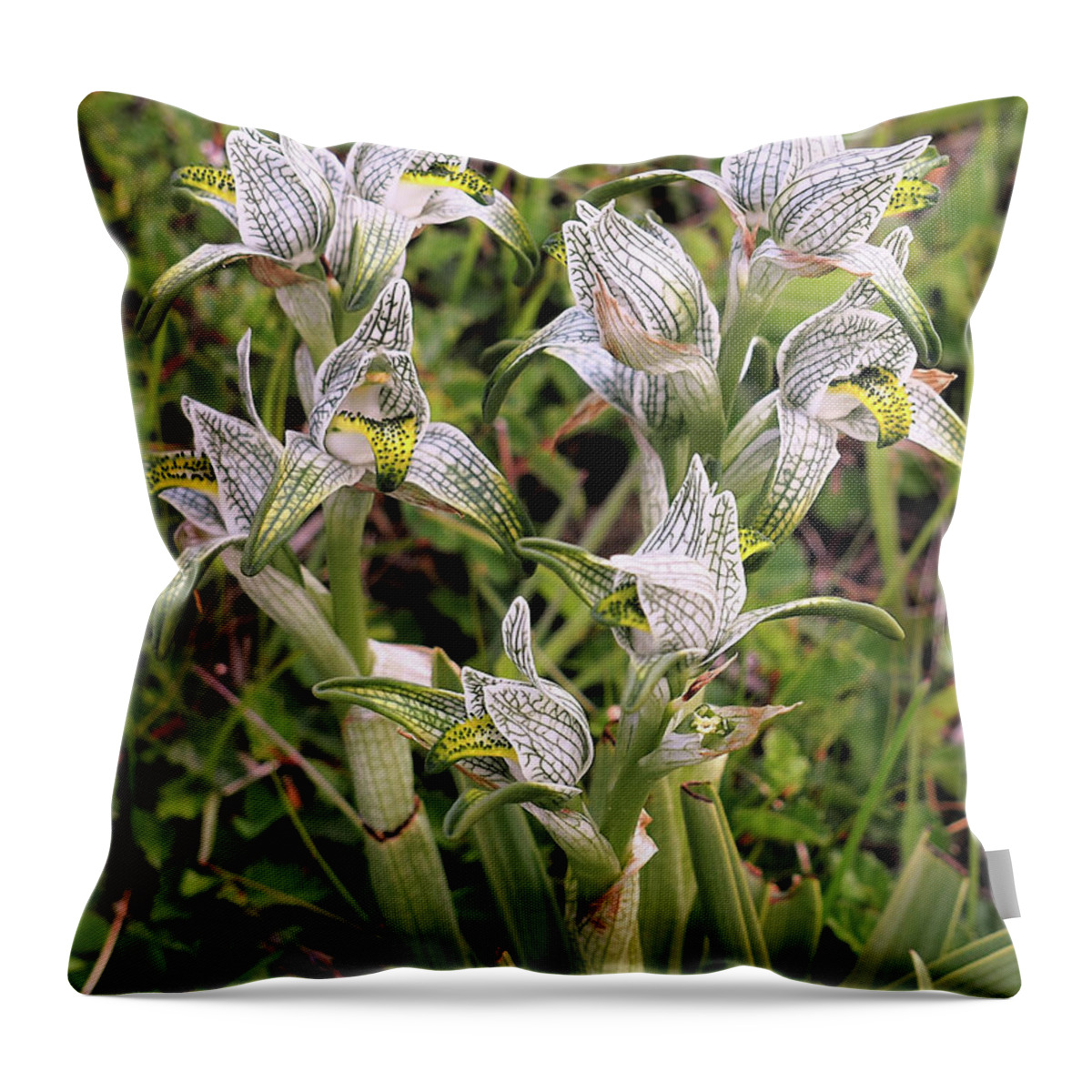 Orchids Throw Pillow featuring the photograph Patagonia Orchids by Leslie Struxness