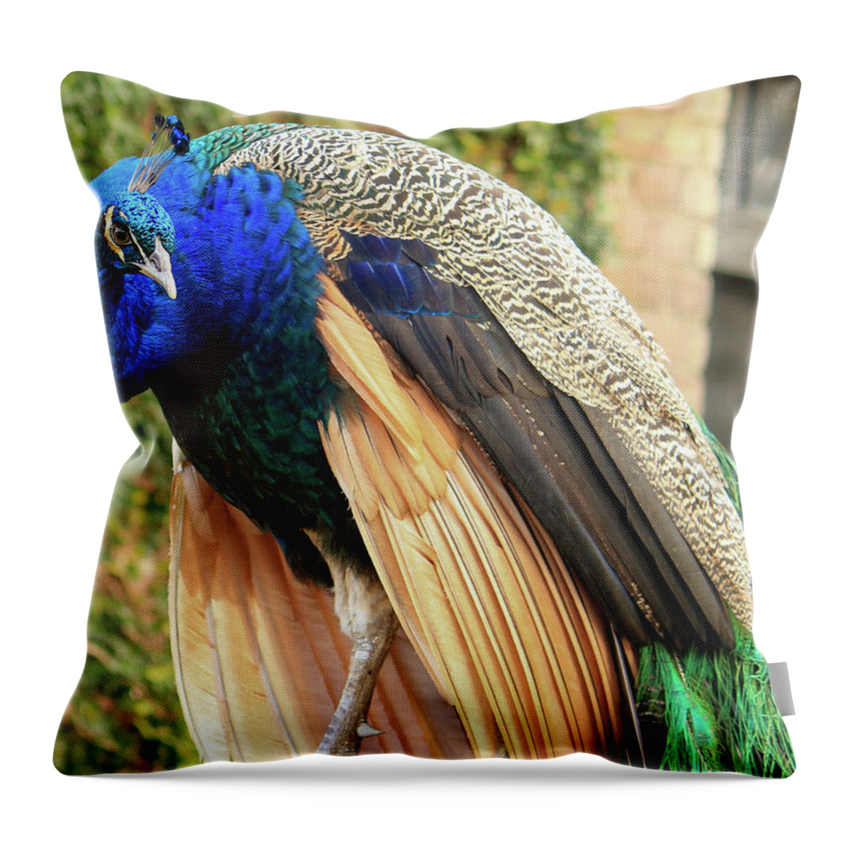 Peacock Throw Pillow featuring the photograph Peacock 3 by Cindy Robinson
