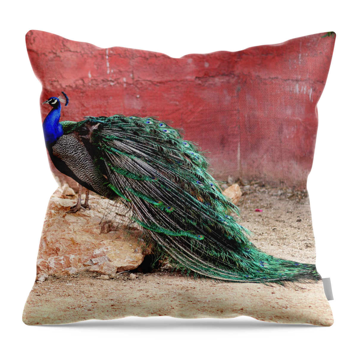 Peacock Throw Pillow featuring the photograph Peacock in the zoo by Constantinos Iliopoulos