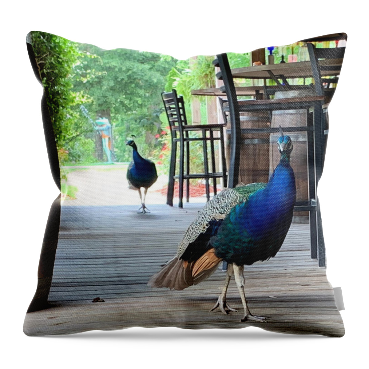 Nc Throw Pillow featuring the photograph Peacock Patrol by Lee Darnell