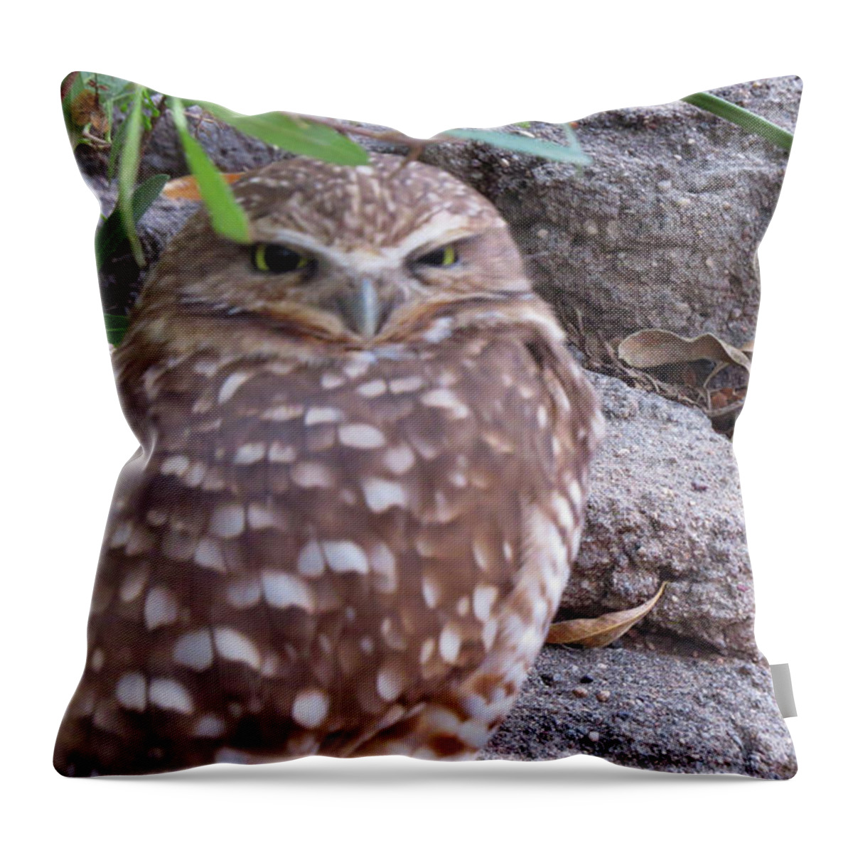 Wildlife Throw Pillow featuring the photograph Peak-A-Boo by Mary Mikawoz