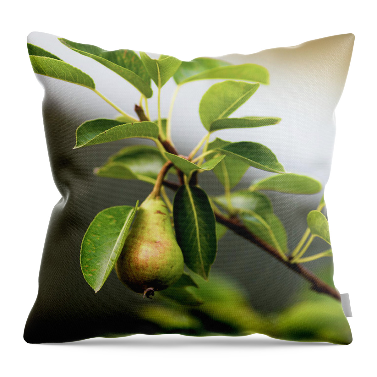 Tree Throw Pillow featuring the photograph Pear Tree by Amelia Pearn