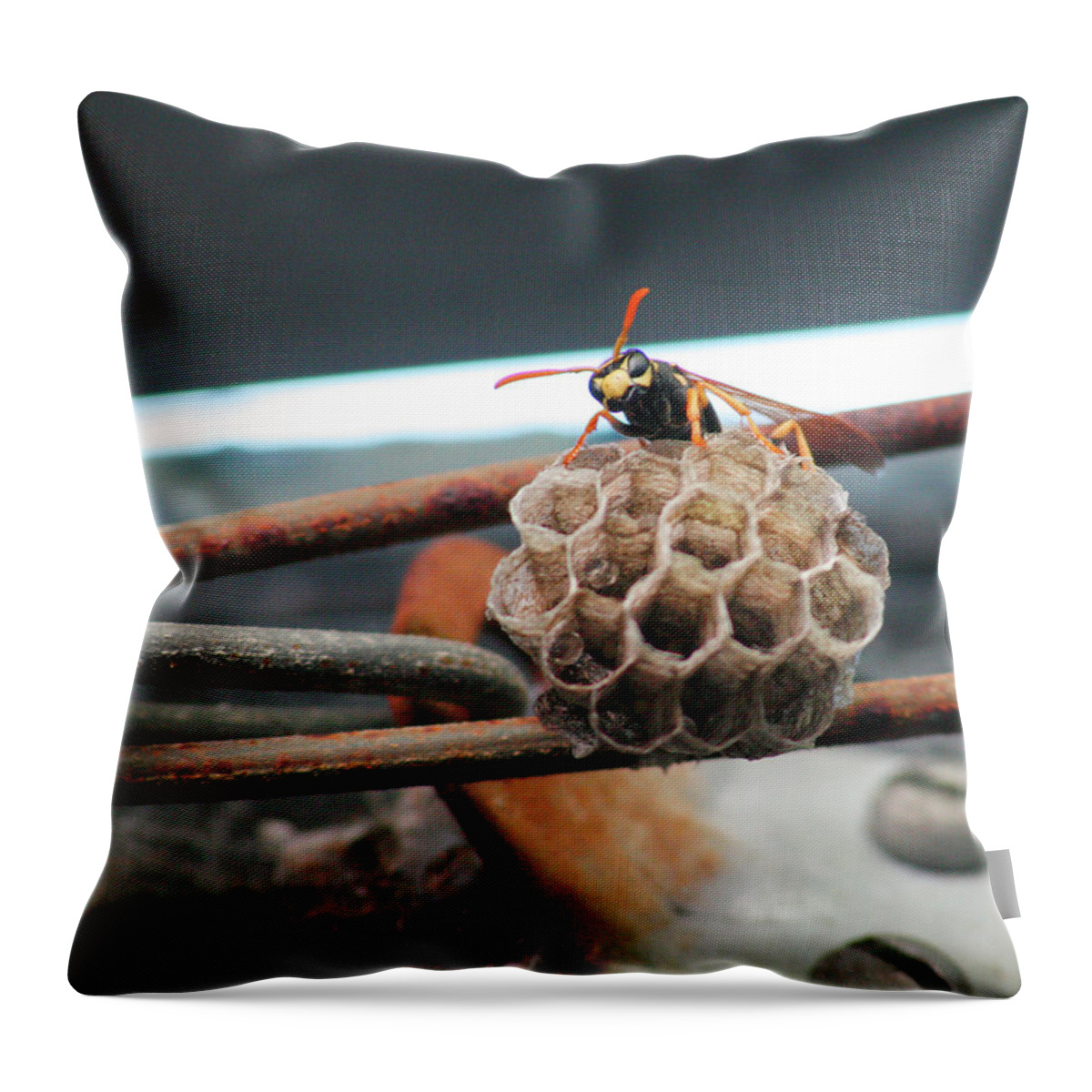 Insect Throw Pillow featuring the photograph Peek-a-boo by Jim Feldman