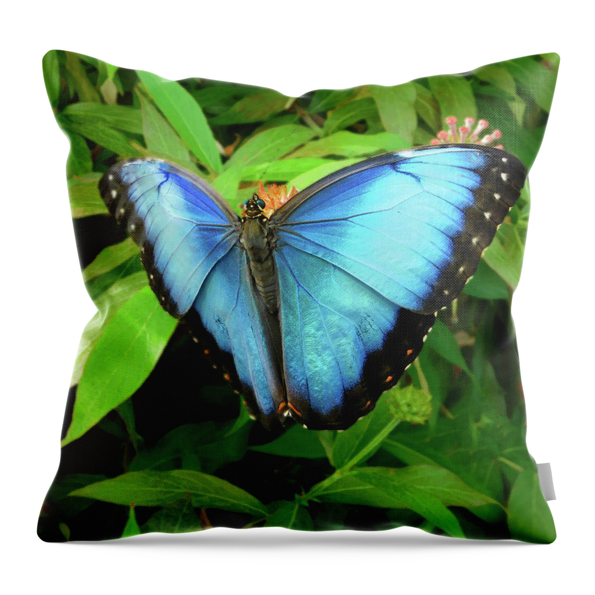 Butterfly Throw Pillow featuring the photograph Peleides Blue Morpho Butterfly by Emmy Marie Vickers